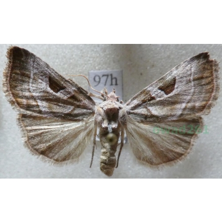 Eucarta virgo (Treitschke, 1835) Najemka dziewica Czech97h